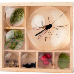 Kikkerland My Little Museum